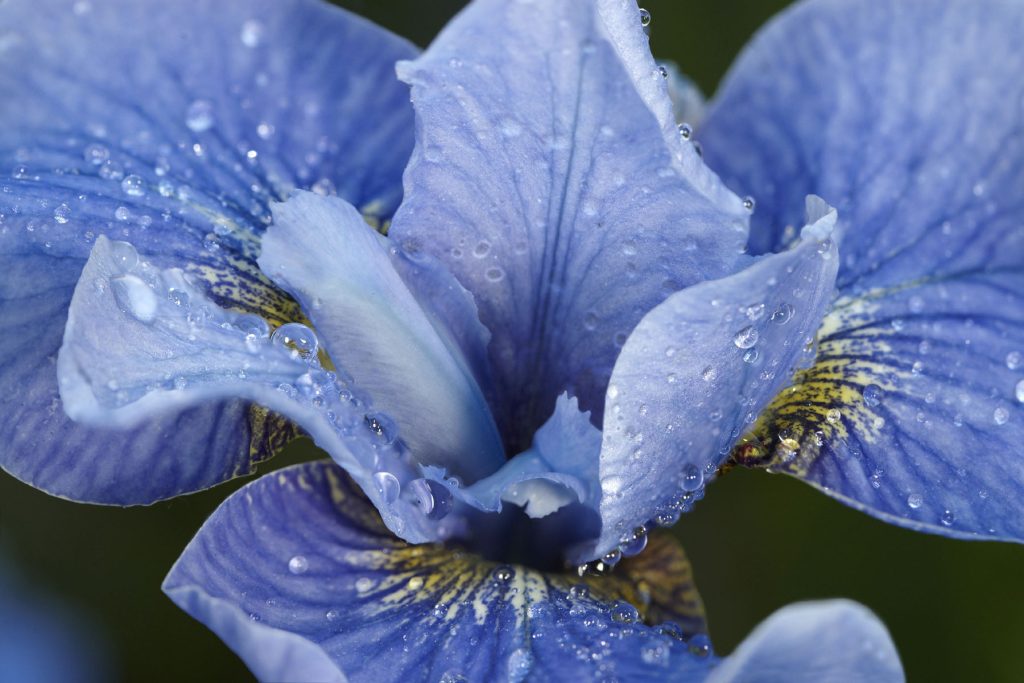 Ermenegildo Zegna Acqua Di Iris foto Ermenegildo Zegna Acqua Di Iris foto