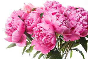 A função das flores na composição de um perfume em Curiosidades Peônia