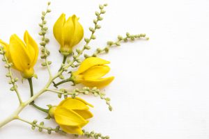 A função das flores na composição de um perfume em Curiosidades Ylang Ylang