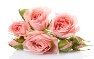 A função das flores na composição de um perfume em Curiosidades rosa