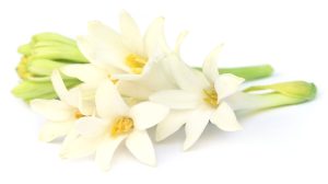 A função das flores na composição de um perfume em Curiosidades Tuberosa