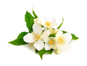 A função das flores na composição de um perfume em Curiosidades Flor de Laranjeira