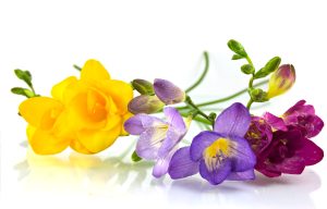 A função das flores na composição de um perfume em Curiosidades Frésia