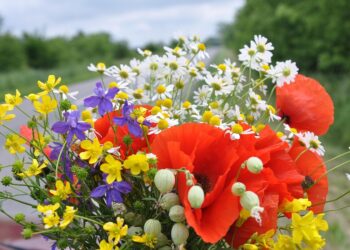 Flores para o Dia da Mãe: Descubra as combinações mais bonitas para este dia