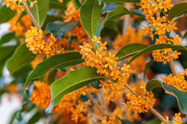 Perfumes com ingredientes exóticos e raros em Novidades Flor de Osmanthus